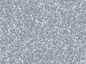 Honed Monaco Sky Terrazzo Stone. Code: MC32652